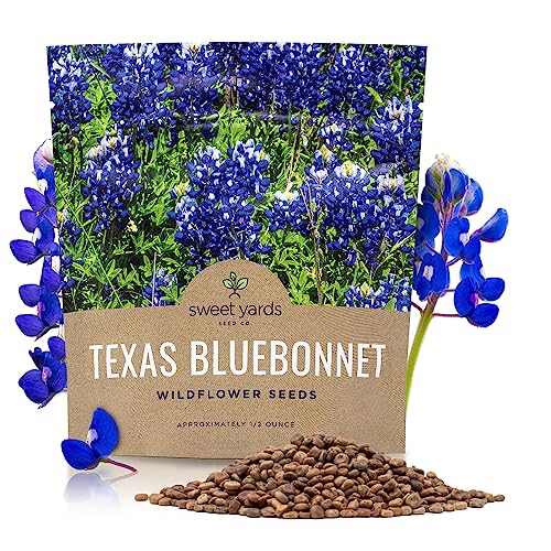 Texas Bluebonnet Wildflower Seeds - Bulk 1/2 Ounce Packet - Over 500 Native Seeds - Texas State Flower!