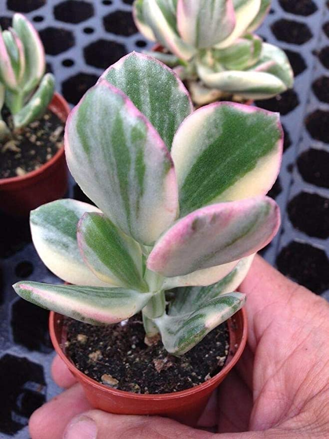 The Plant Paradise Variegated Jade Crassula Argentea Plant Plant for Indoor & Outdoor Decoration with Plants (B0BZ4PD2C1) Amazon Price History, Amazon Price Tracker
