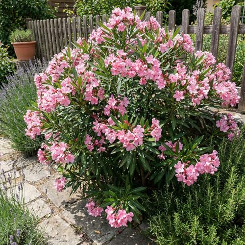 Bloomique - Oleander (Nerium oleander) - Rosa Blüten - Gartenpflanzen - Terrassenpflanzen - Höhe 80-100 cm - Topfgröße: 26 cm
