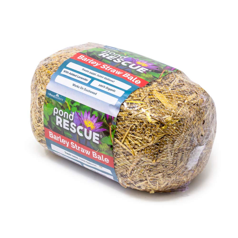 AllPondSolutions Barley Straw Bale Pond Treatment – Natural Algae & Blanketweed Control for Clear Pond Water (6.0)