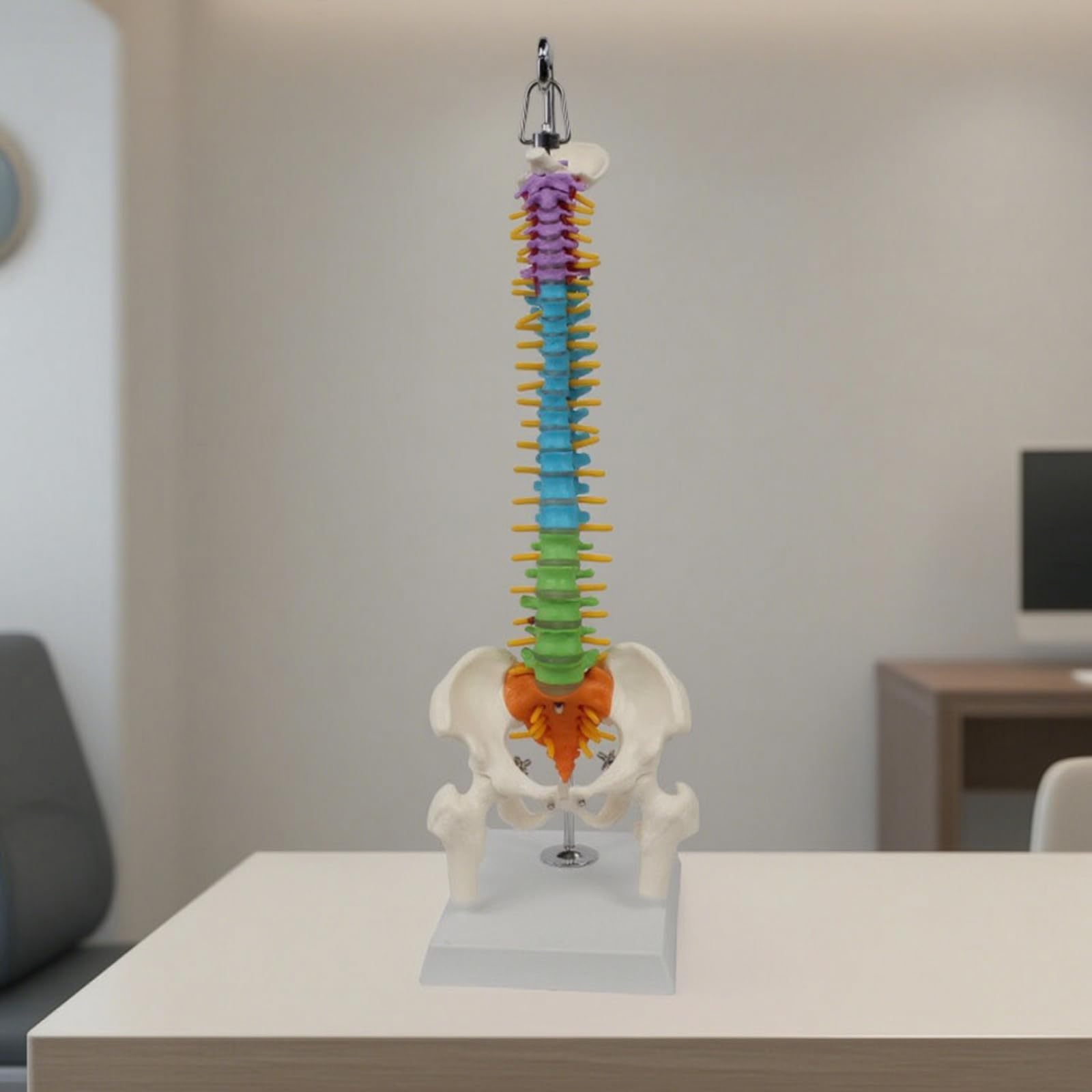 Modello Colonna Vertebrale Spina Dorsale con Pelvi Scheletro Gamba in PVC Colorato per Studio Vertebre con Base Stabile E Gancio Adatto per Aule Studio Chiropratica Formazione Medica
