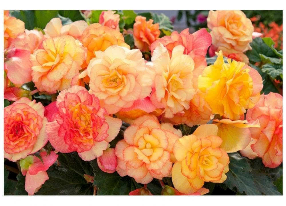 Buy4Seeds 5 Seeds Flower Begonia Tuberous on top Sunset Shades Easy to Grow