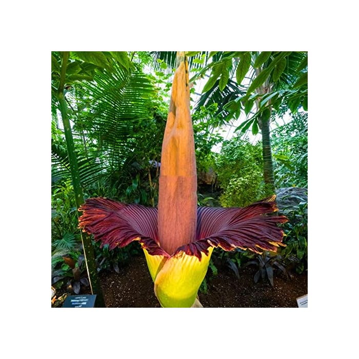Buy Egrow 10Pcs/Pack Corpse Flower Seeds Beautiful Flower of Indonesia