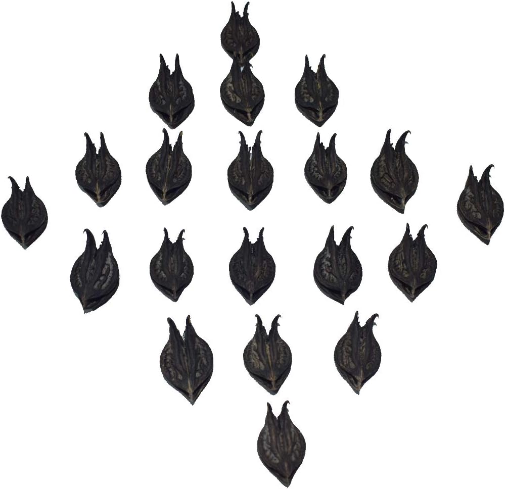 USEE Bat Head Root Seeds | Devil's Pod | Vampire Root | For Puja Purpose (50 Bat Head Root)