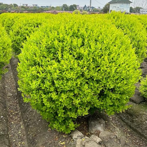 Semillas de seto de aligustre, arbustos de rápido crecimiento Ligustro lucidum - comprar semillas de exóticas verdes de jardín 500pcs