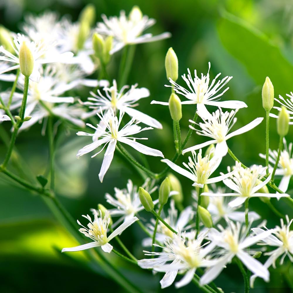 Amazon.co.jp: ITANSE 木立クレマチス 仙人草