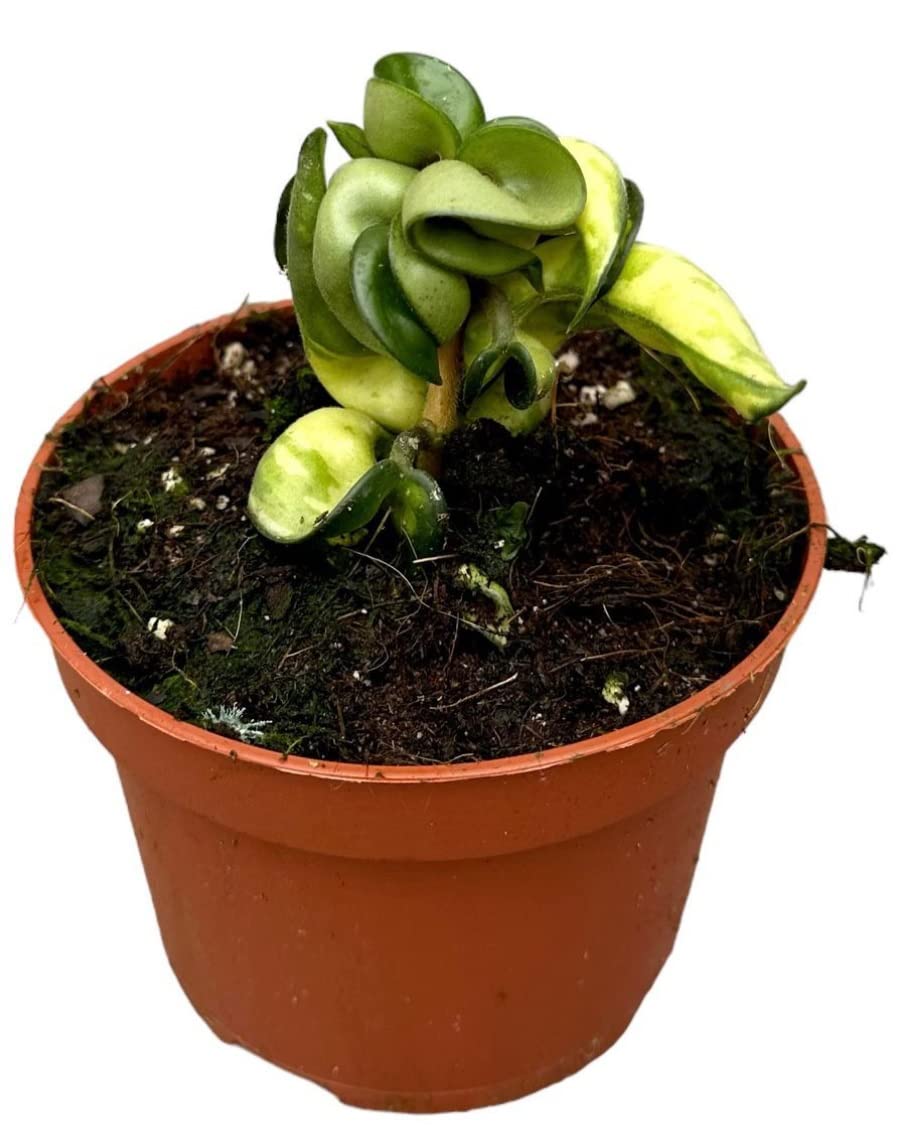 Hoya compacta Mauna Loa Wax Plant Indoor Plant in 10 cm Pot