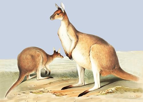 Canguros australianos John Gould Counted Patrón de punto de cruz