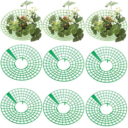 BraveWind Lot de 10 supports en plastique pour fraises - Pour garder les fruits frais - Pour plantes grimpantes et légumes Cover