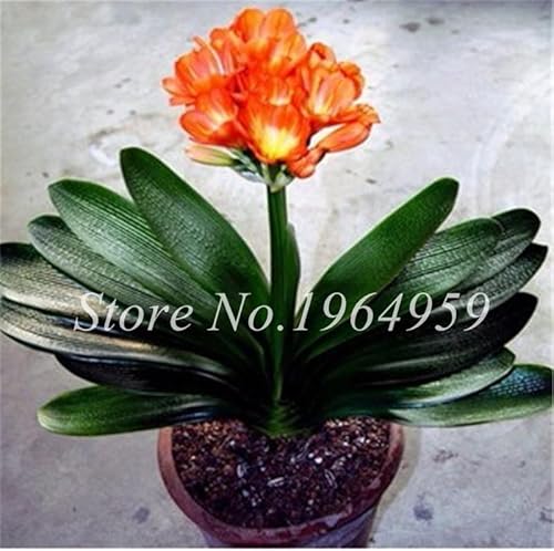 100 Pcs/Bag Colorful Clivia Seed Beautiful Flower Seeds Semente Garden Flowers Potted Plant for Home & Garden - (Color: 15) 100 Pcs/Bag Colorful Clivia Seed Beautiful Flower Seeds Semente Garden Flowers Potted Plant for Home & Garden - (Color: 15)
