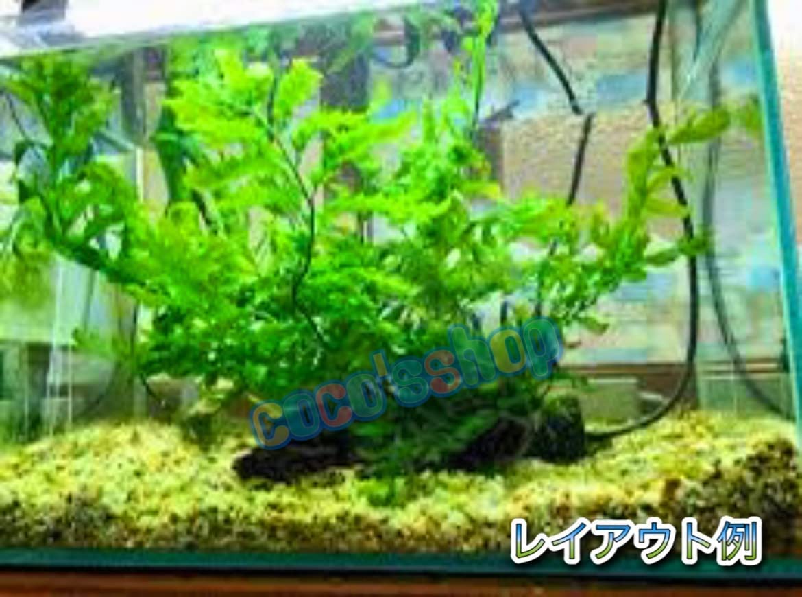 Amazon | (coco`sshop) 水草 ボルビティス ヒュディロティ 溶岩石巻き