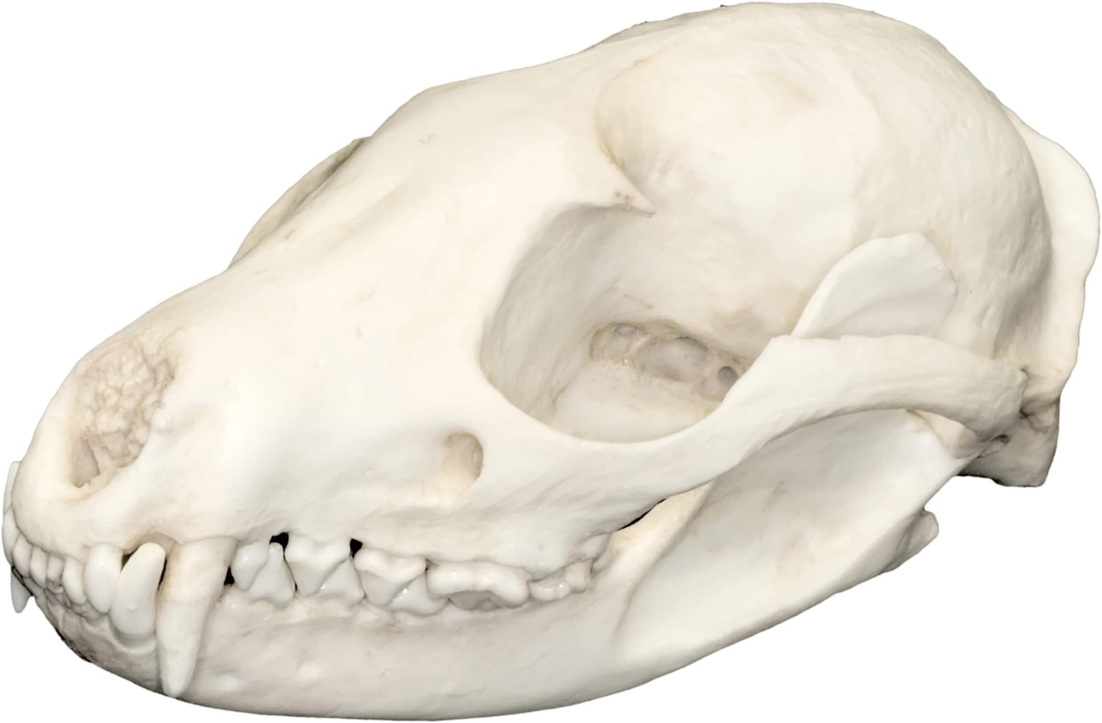 Asian Palm Civet Skull (Teaching Quality Replica)