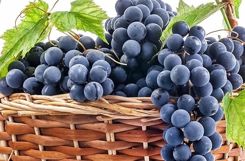 100+ Grape Seeds For Planting #TOP2