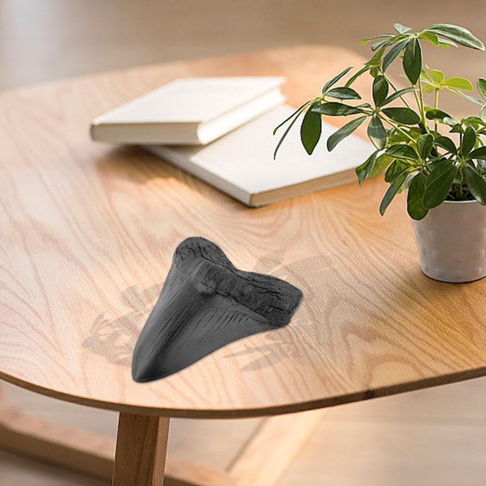 Véritable dent de requin mégalodon fossilisée naturelle préhistorique – Fossile