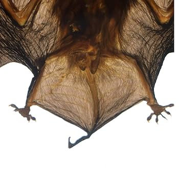 コウモリの標本　アクリル封入 ☆即納☆ コウモリの骨格標本 アクリル封入 ☆ - 頭骨・骨格標本