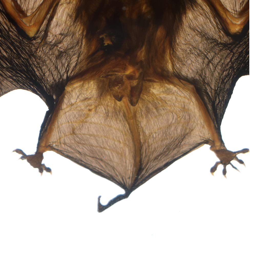 Amazon | アクリルブロック文鎮科学教室標本のコウモリ標本、科学教室