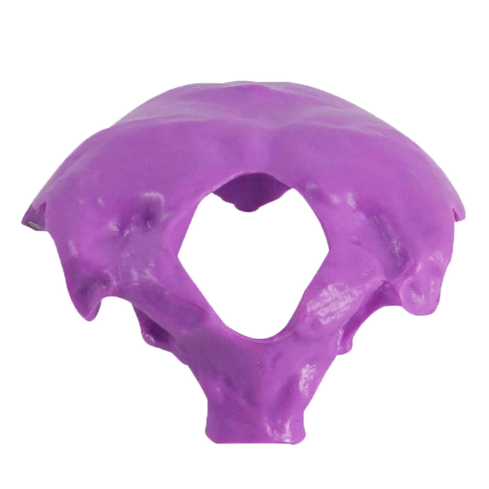 Sjdopulse A Human Cervical Spine Model - Educational Model Occipital Model - Medical Natomical Posterior Occipital Intervertebral Disc Nd Neuro-Orthopedic Model - For Science Teaching Tool (A)