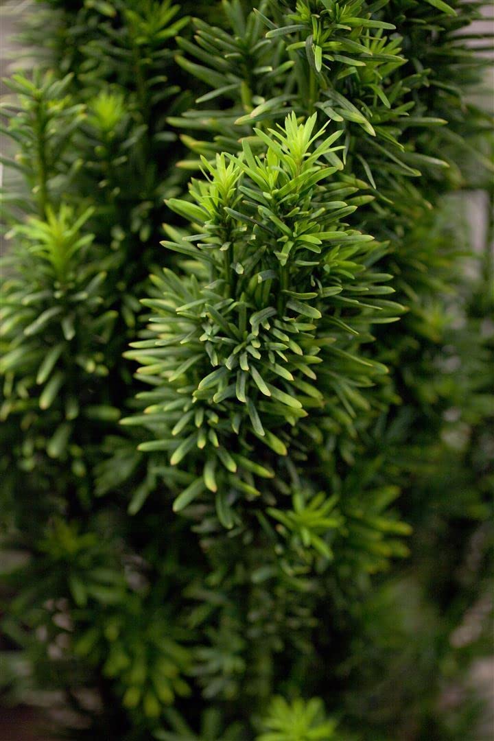 Säuleneibe Taxus baccata Fastigiata Robusta 100-120 cm immergrün