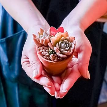 Amazon｜多肉植物 寄せ植え 苗 かわいい器に寄せ植えされた多肉