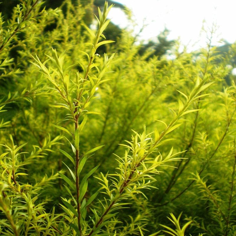 Golden Bottle Brush Plant, Live Ornamental Shrub, Yellow Foliage :  Amazon.in: Garden & Outdoors