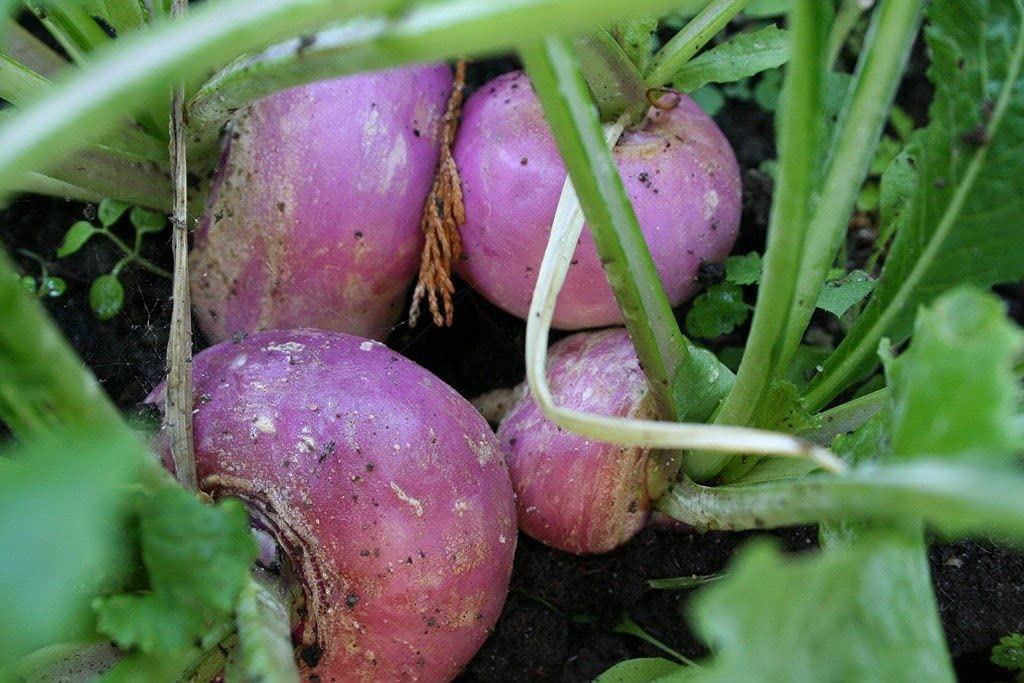 Golden Hills Farm Hybrid Tulip Plant Seeds (Half Purple From Top) Seeds - Turnip Purple Seeds 500+ seeds (B096G6TZ21) Amazon Price History, Amazon Price Tracker
