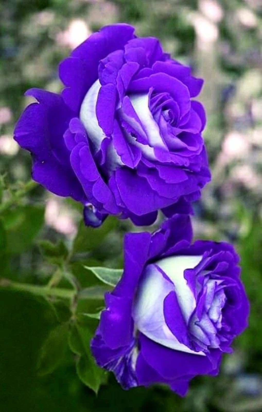 Gorgeous Rose Bulbs Mix UK,Good for Containers,Flowering Rhizome,Iridescent,Excellent Display,Perennial,Balcony Garden Bulbs,Hardy,Rose Rhizome-1bulb-J โ image 1