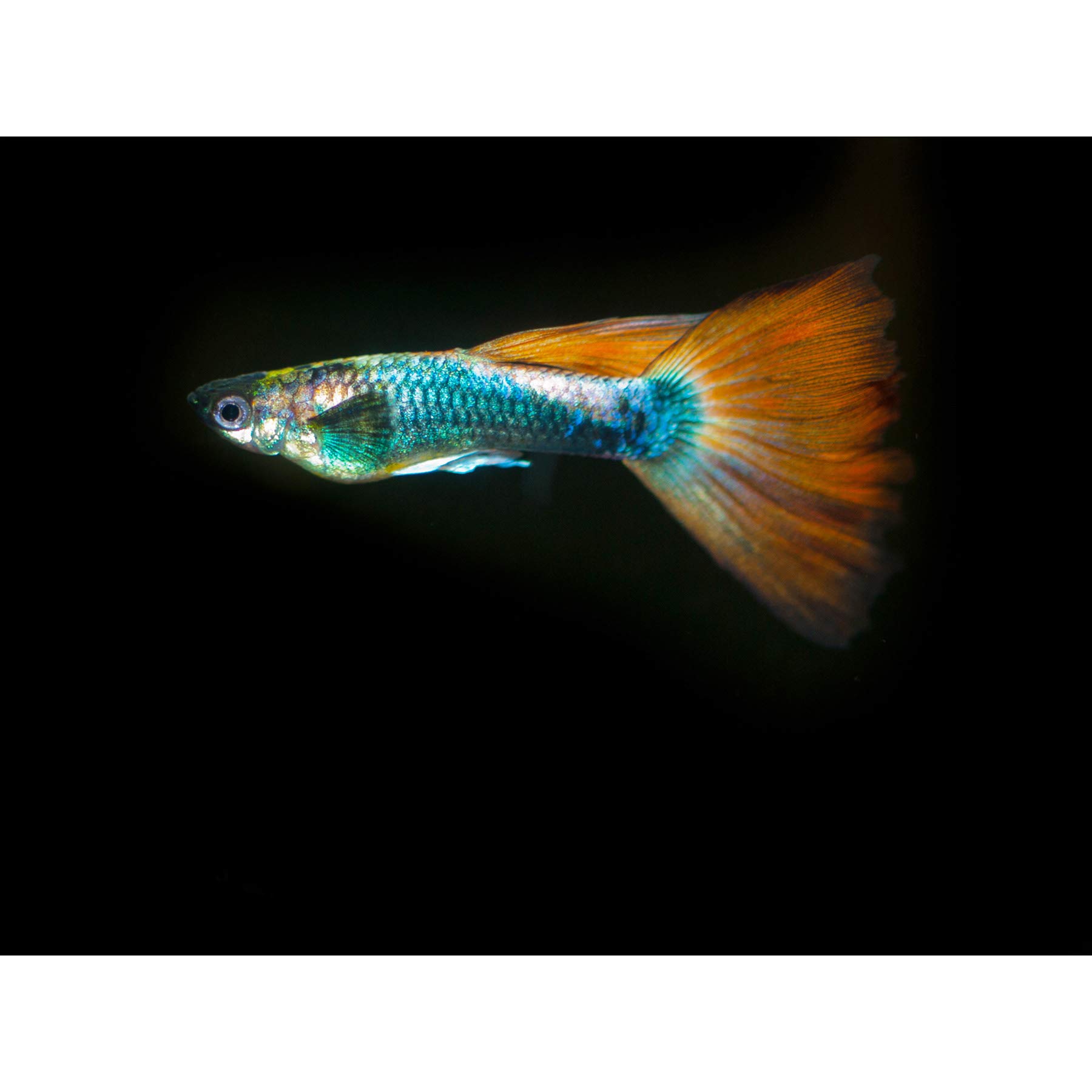 Artery8 Warby Guppy Fish Sea Ocean Photo Premium Wall Art Canvas Print 18X24 Inch