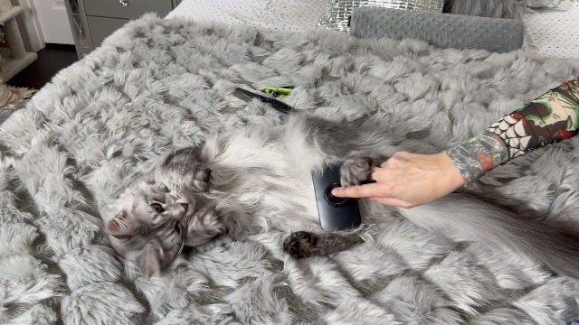 Comotech 3PCS Cat Grooming Supplies, Cat Brush & Nail Clipper/Trimmer & Flea Comb for Shedding Indoor Cats Essentials Stuff Accessories (Black) - image 7