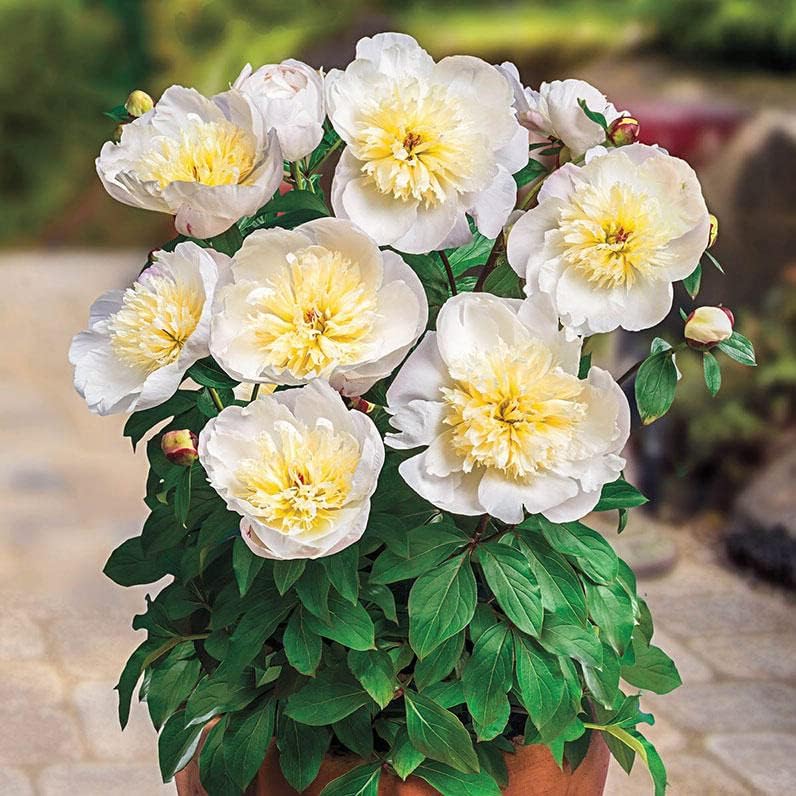 Madrid Patio Peony - Peonía enana perenne, de bajo mantenimiento, ideal para jardineros ocupados  Raíces de peonía para plantar, fácil de cultivar,