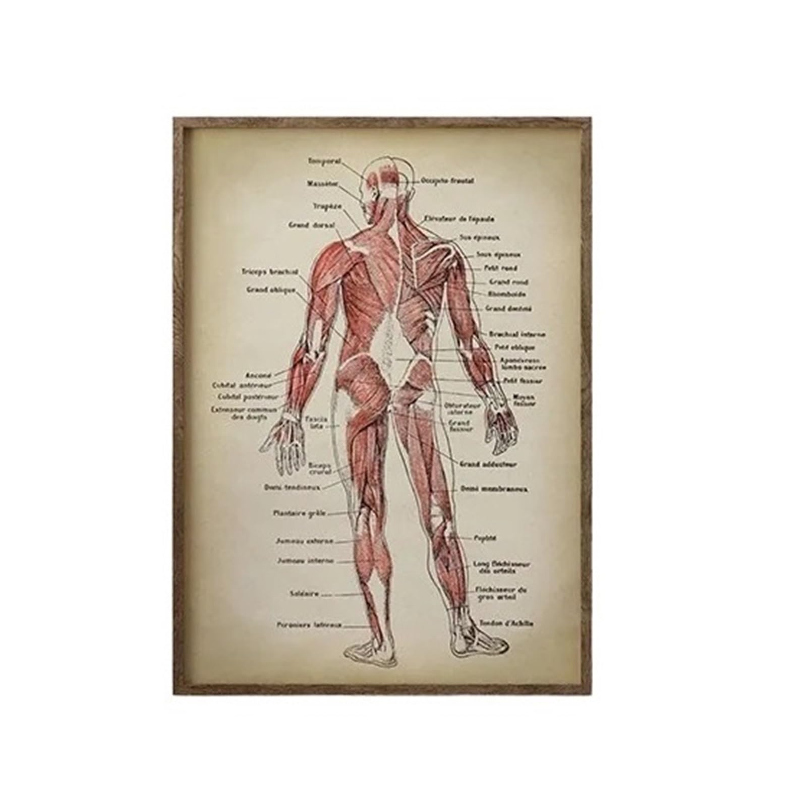 Tableau du système musculaire rétro pour cabinet médical ou décoration de bureau