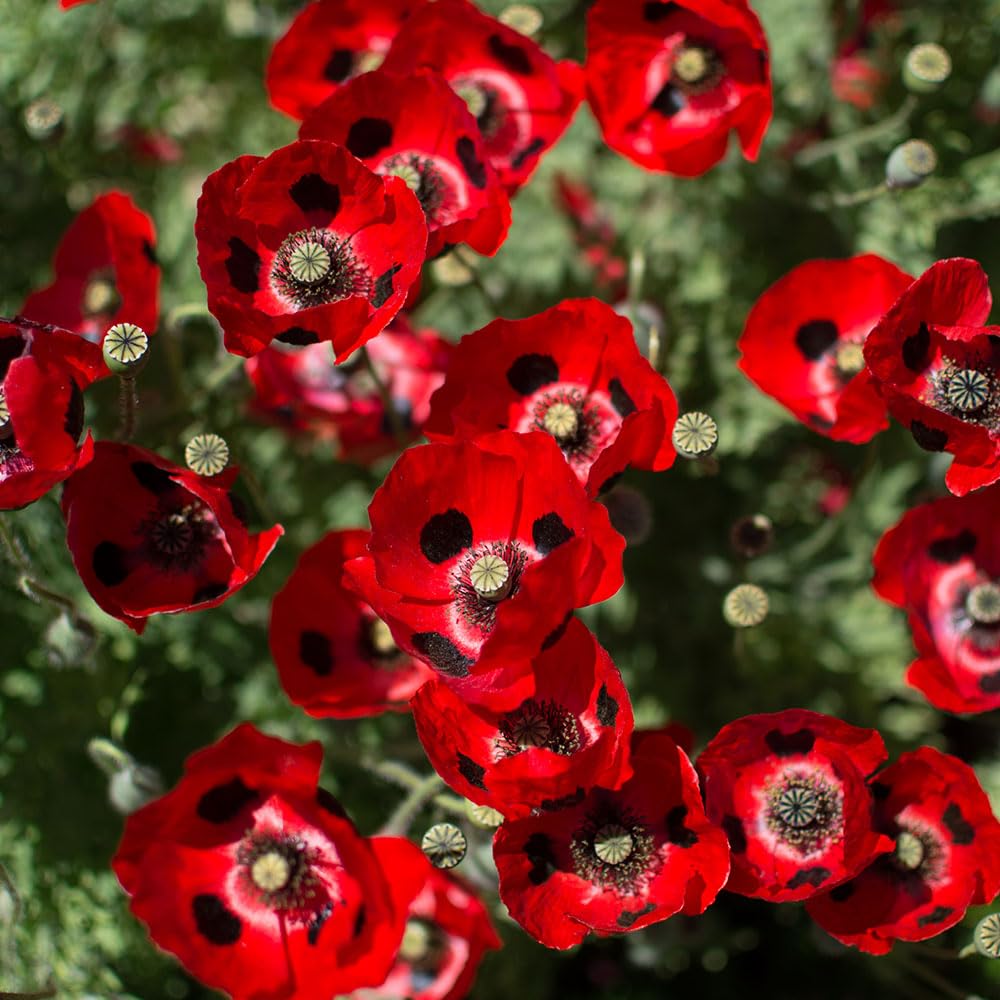 Poppy Lady Bird Seeds – Easy & Eye-Catching Spotted Ladybird Blooms – RHS Award of Garden Merit – Hardy Annual – for Your Beautiful Garden