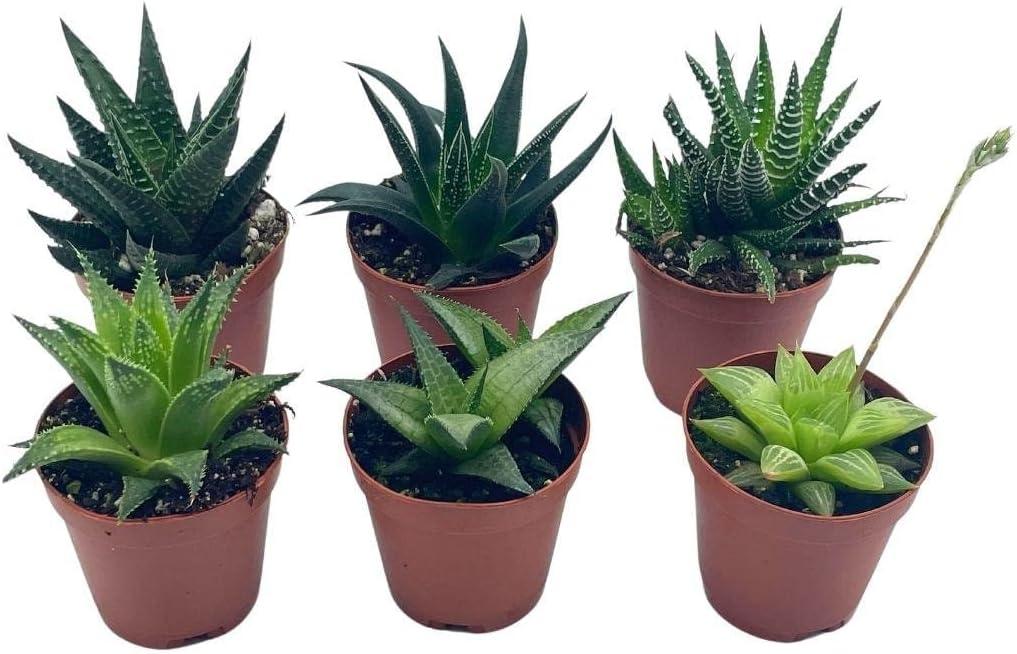 BubbleBlooms Haworthia Variety Assortment, 6 Different Haworthia Plants in 2 inch pots