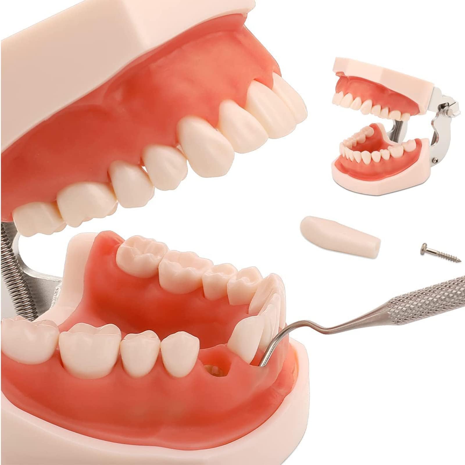 28 modelli di denti, modello di denti dentali, modello di denti rimovibili e gengive morbide, strumento di studio del modello di pianta per insegnare i denti alla pratica degli studenti di odontoiatr