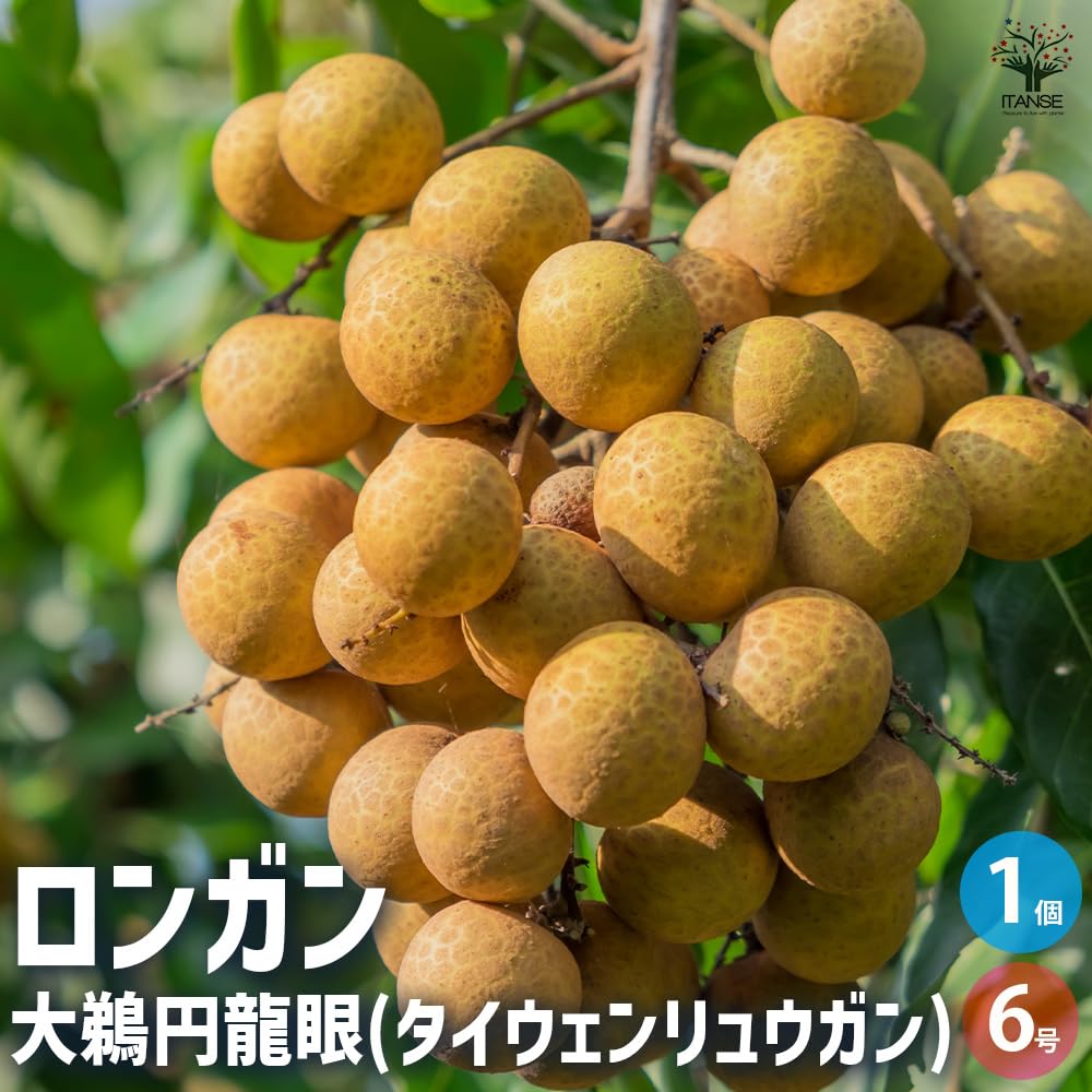 Amazon.co.jp: ITANSE ロンガン 大鵜円龍眼 6号 1個売り 品種で