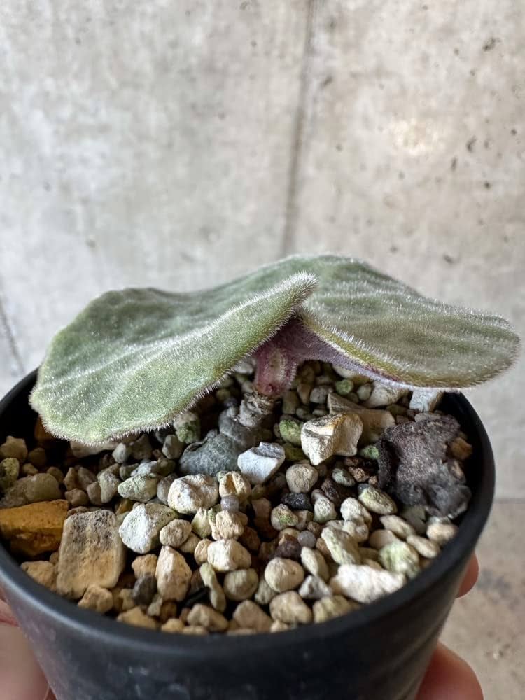 Amazon|【現品限り】チレコドン・シングラリス【B4】 Tylecodon Amazon|【現品限り】チレコドン・シングラリス【B4】 Tylecodon