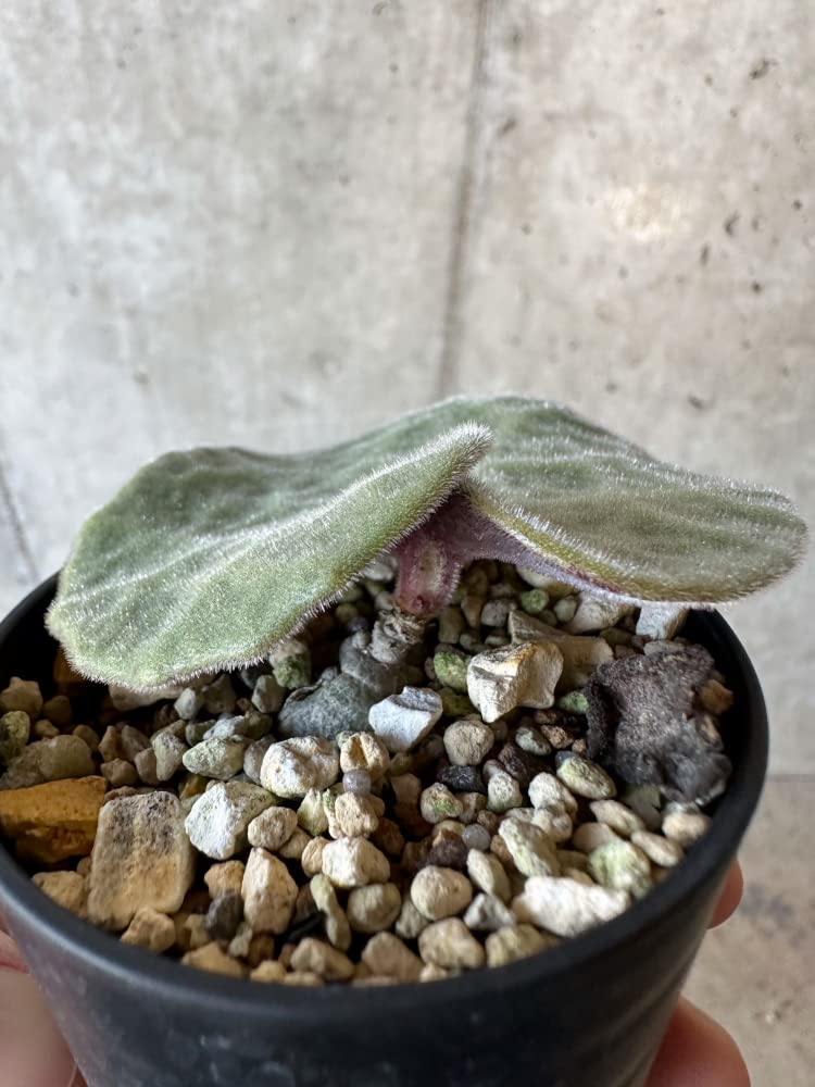 Amazon｜【現品限り】チレコドン・シングラリス【B4】 Tylecodon