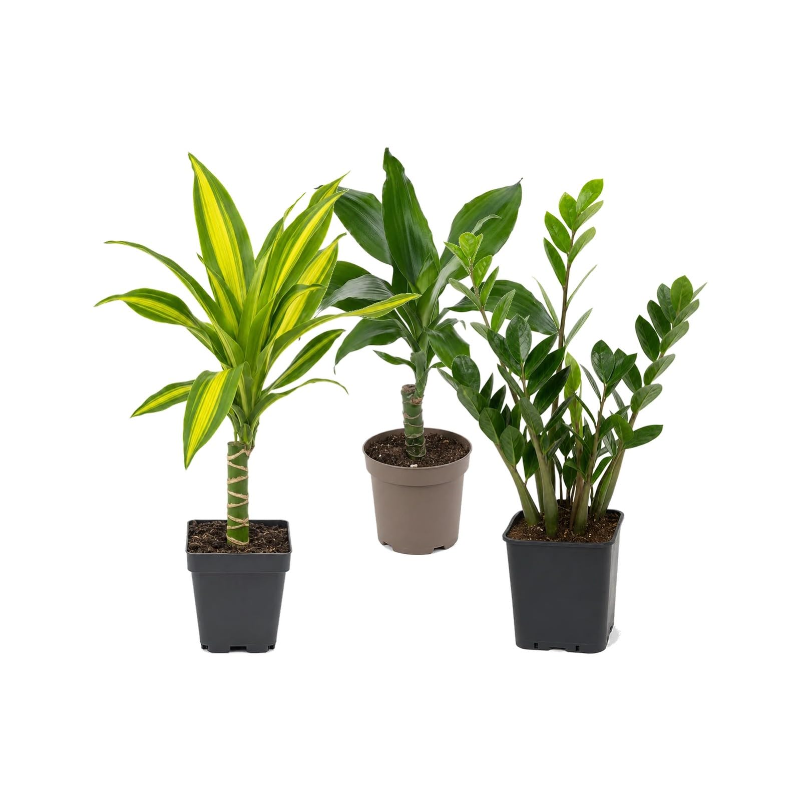 DECOALIVE Pack 3 Plantas: Tronco de Brasil, Tronco de Brasil y Zamioculca