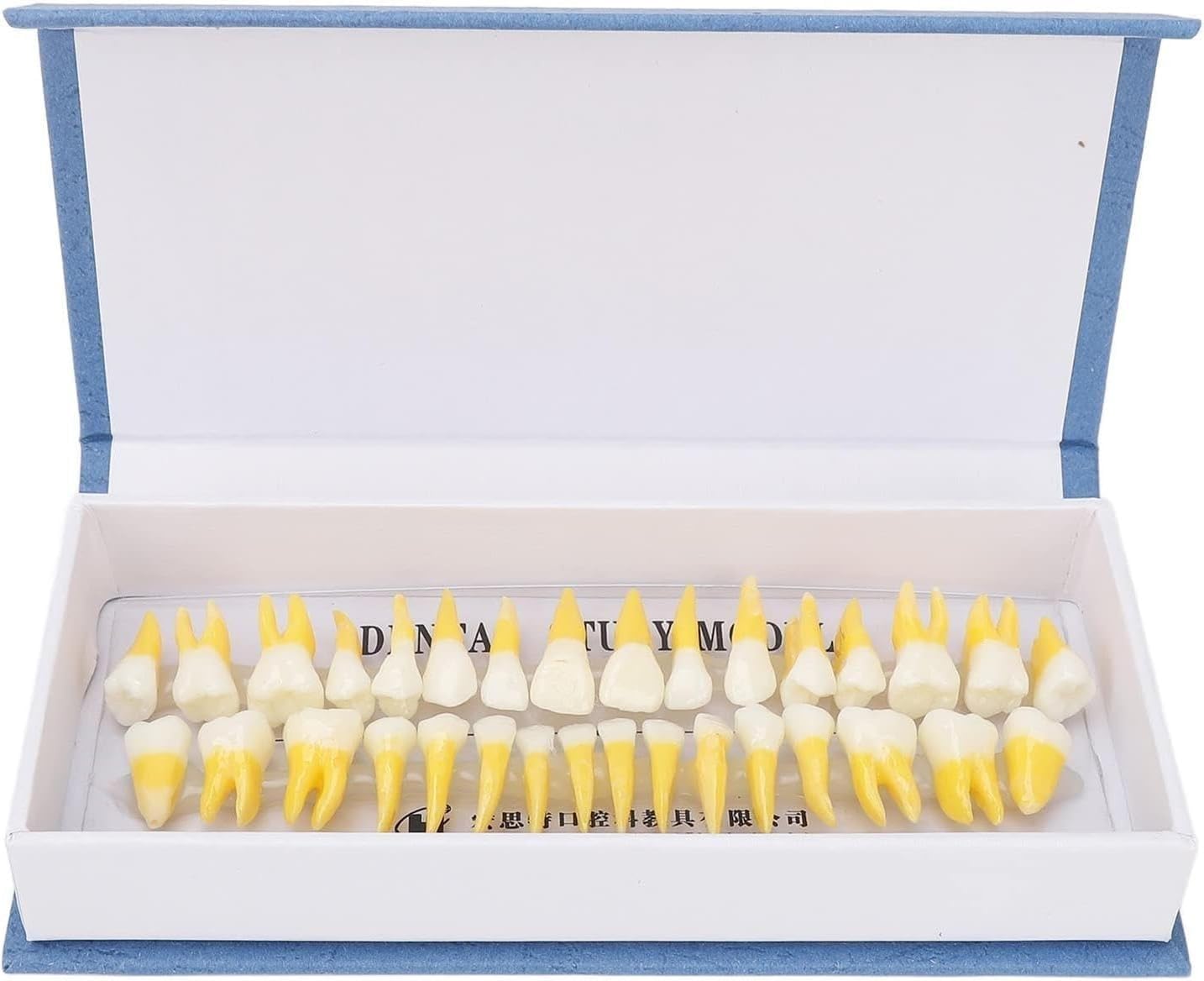 Human Teeth Model, Two-Color Permanent Teeth Teaching Model, 32 Pcs/Set Stomatological Dental Hospital Teeth Model, for Teaching Demonstration and Scientific Sesearch.