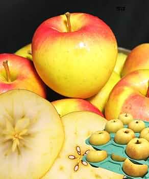 青森県産 ＂ ぐんま名月 ＂ りんご 家庭用 10kg 産地直送 リンゴ 林檎 りんご 10kg ぐんま名月 青森産 ご家庭用 送料無料 食品 : 花と