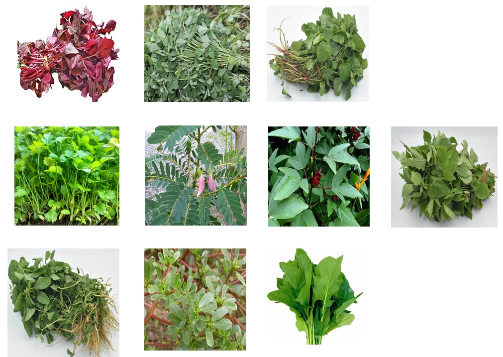 CooPany® 10 Variety Leaf Vegetable Seeds/Combo Spinach Seeds For Home Gardening (B0C6J9D936) Amazon Price History, Amazon Price Tracker
