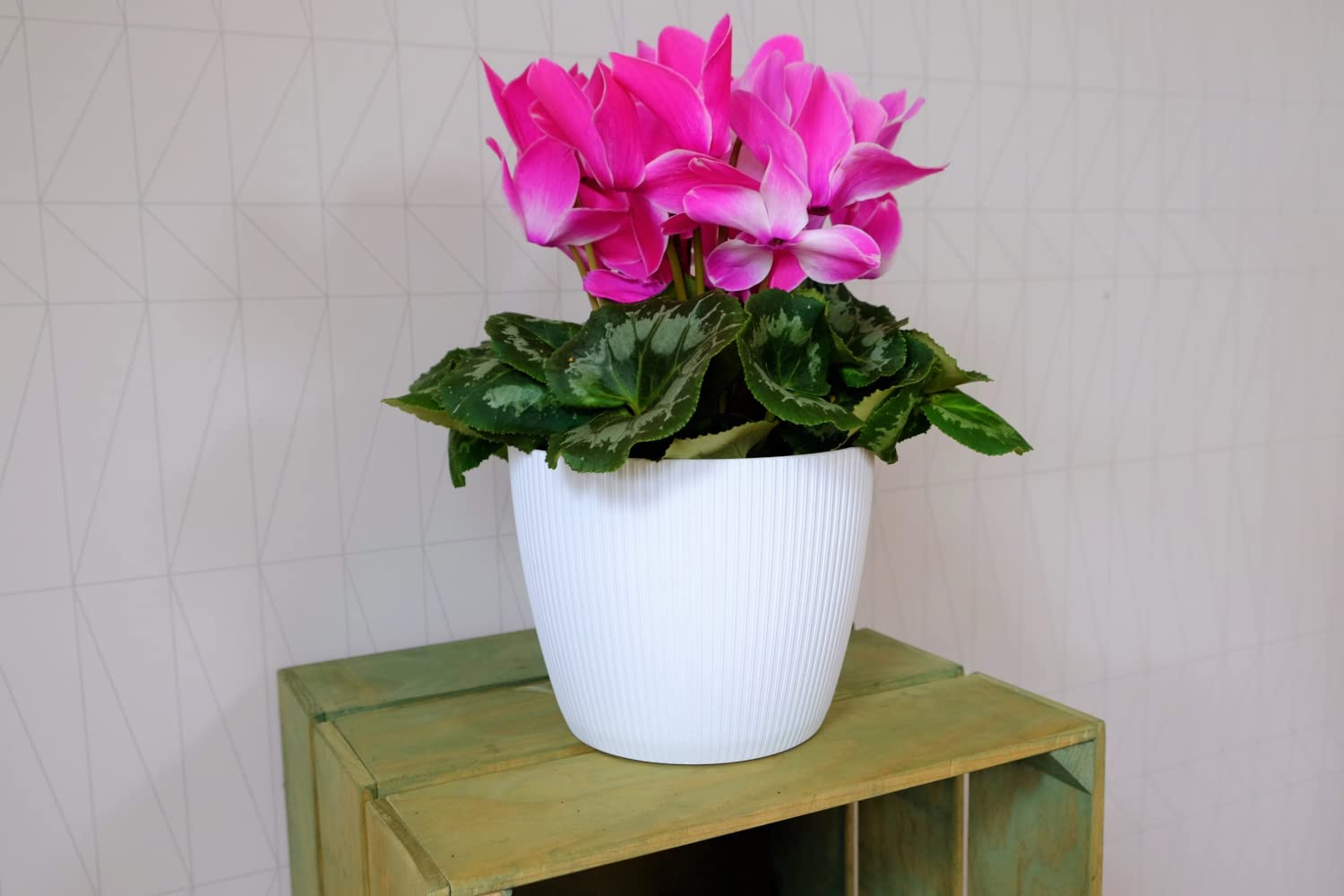 Lamela Vaso da fiori per piante erbacee e fiori magnolia Jumper | Supporto per davanzale per balcone e giardino, contenitore organizer per scatola | Mix! Match! Play! ( 110 mm, H 84