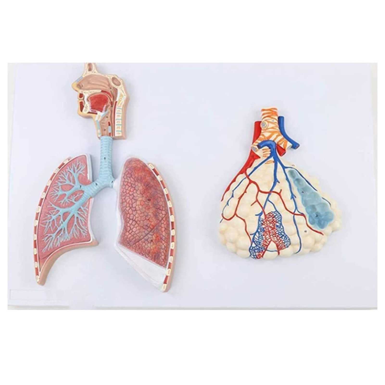Lung Model Respiratory System Model Teaching Respiratory Lung Model School Respiratory System Display Teaching Tool