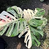 20 piezas semillas de monstera variegata - plantas de interior purificadoras de aire,Monstera deliciosa, plantas de balcón resistentes regalos sostenibles para mujeres plantas exóticas