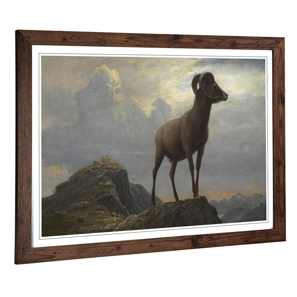 Big Box Art Framed Print of Albert Bierstadt Study of a Bighorn Ram Design | Wall Art Picture | Home Decor for Kitchen, Living Room, Bedroom, Hallway, Walnut, A2 / 24.5x18 Inch / 62x45cm