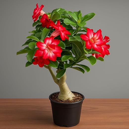 Bonsai Air Layered Adenium Plant 1Ft