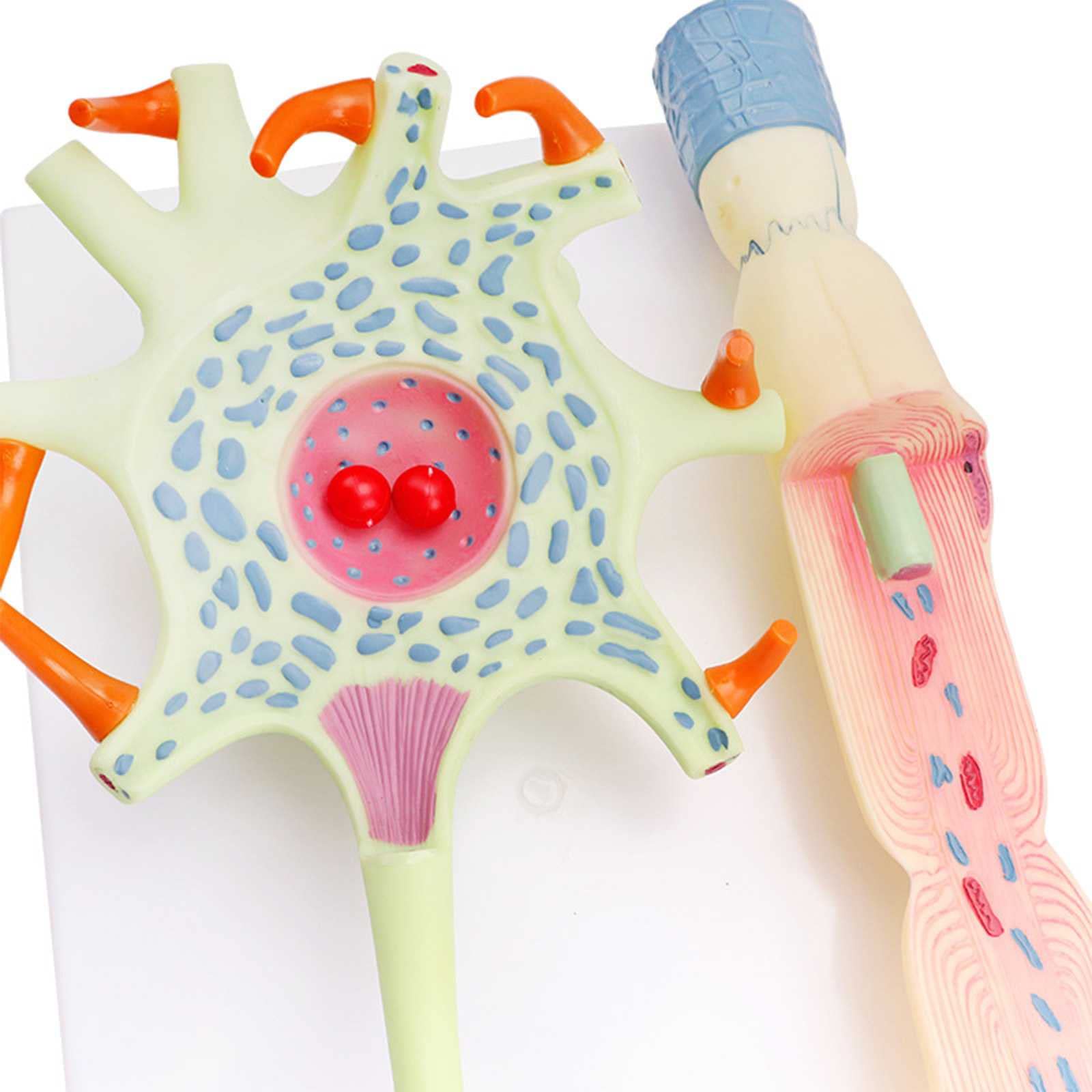 Matériel Pédagogique Expérimental D’Organes Humains pour L’école avec Modèle Cellulaire