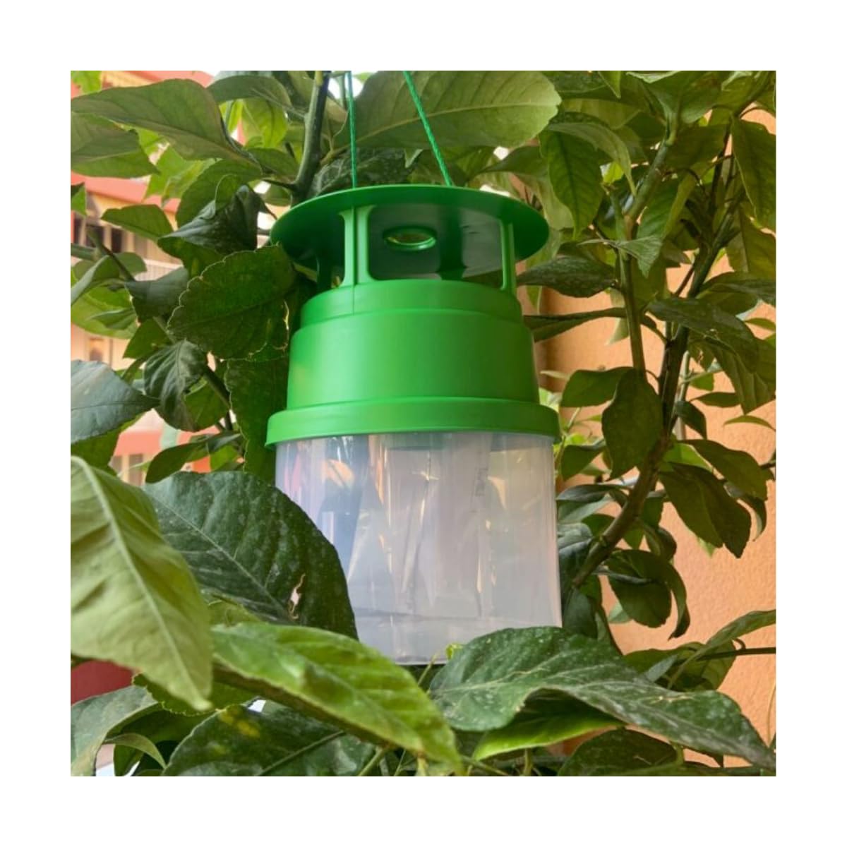 M2I - Kit trappola + feromone Processionario del Pino