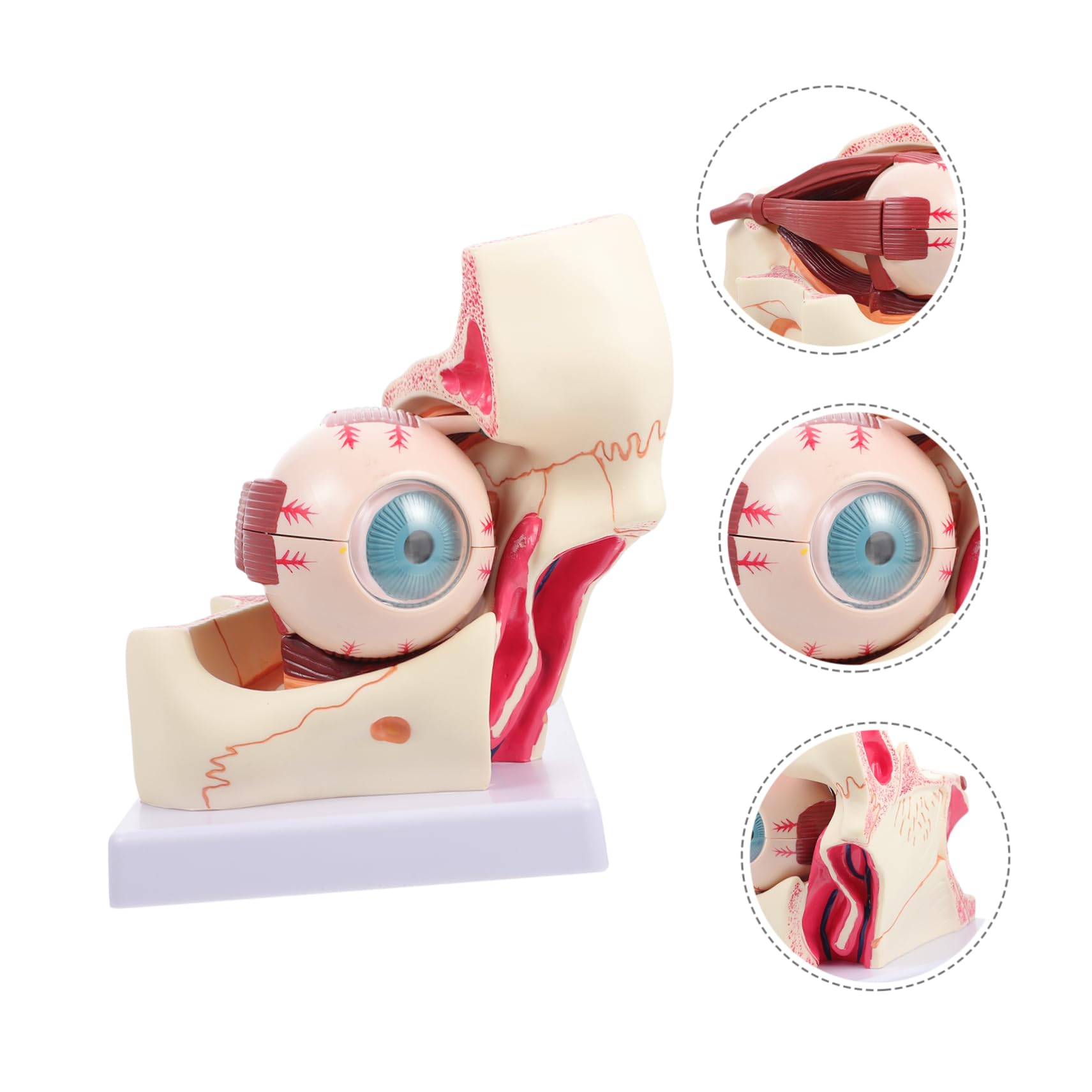 Alipis Modello Anatomico Del Bulbo Oculare Ingrandito Realizzato in Pvc Robusto Strumento Didattico Per Studio Ed Esterno