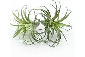 2PCS Artificial Flocking Air Plants Large, Faux Tillandsia Succulents Bromeliads