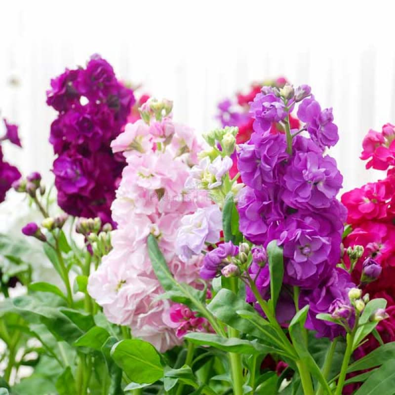 See full amazon price history chart for Flower Stock Seeds Hybrid Double Pack of 50 | By Zabbus Flower Stock Seeds Hybrid Double Pack of 50 | By Zabbus (B0BP2TC1Y7) Amazon Price History, Amazon Price Tracker